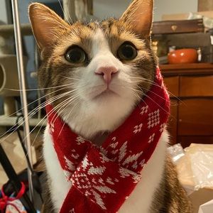 Meet your Posher, Ginger